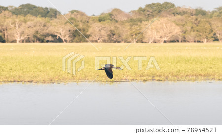 Lesser whistling duck flying close to the calm water surface of the Pusiyankulama reservoir. Lesser whistling duck flying close to the calm water surface of the Pusiyankulama reservoir. 78954521