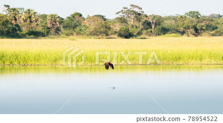 Lesser whistling duck flying close to the calm water surface of the Pusiyankulama reservoir. Lesser whistling duck flying close to the calm water surface of the Pusiyankulama reservoir. 78954522