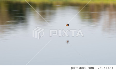 Fast flying bird in motion over the lake water surface. 78954523