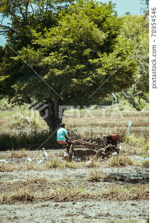 Farmer preparing paddy field for the season, plow muddy soil driving tractor machinery on an extremely hot sunny day. Farmer preparing paddy field for the season, plow muddy soil driving tractor machinery on an extremely hot sunny day. 78954546
