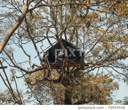 Treehouse to protect crops from wild animals such as elephants, treehouse surrounded by paddy fields close to the jungle border. Treehouse to protect crops from wild animals such as elephants, treehouse surrounded by paddy fields close to the jungle border. 78954548