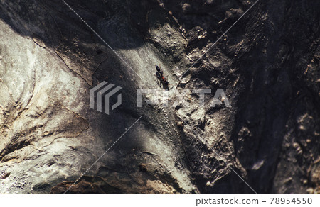 Isolated Ant in a large tree trunk. Isolated Ant in a large tree trunk. 78954550