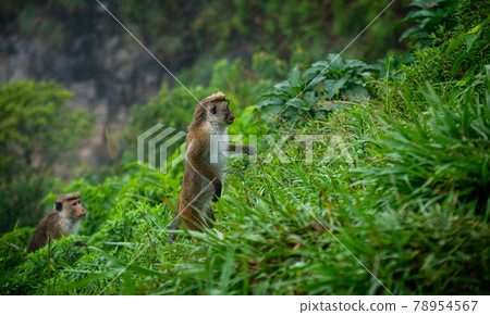 Toque macaque standing by two feet in a steep slope in a rainforest, a pack of monkeys climbing towards the top of the mountain. Toque macaque standing by two feet in a steep slope in a rainforest, a pack of monkeys climbing towards the top of the mountain. 78954567