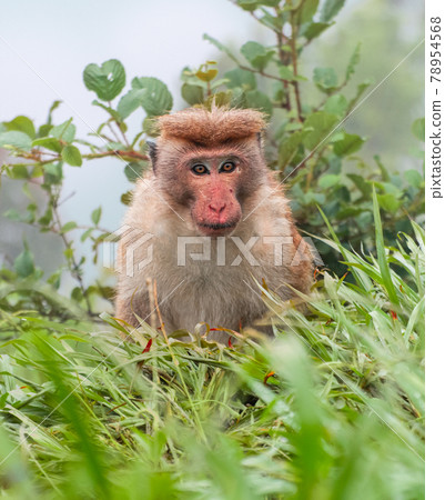 Toque macaque staring at the camera, the foggy steep slope behind him, cold rainy forest habitat of the monkeys. Toque macaque staring at the camera, the foggy steep slope behind him, cold rainy forest habitat of the monkeys. 78954568