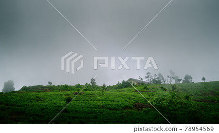 Tea Estate building on the top of a hill surrounded by tea lands, mystical landscape view, cold and gloomy weather. Tea Estate building on the top of a hill surrounded by tea lands, mystical landscape view, cold and gloomy weather. 78954569