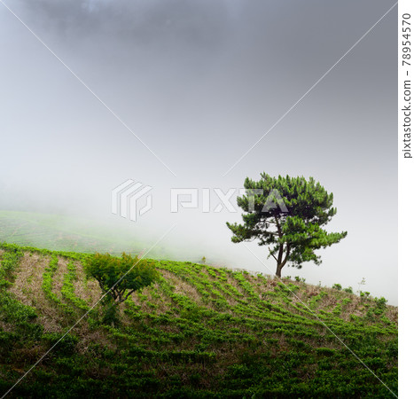Isolated tree in a misty slope land, simplicity and minimalist concept landscape photograph. tea plantation in Lipton Seat. Isolated tree in a misty slope land, simplicity and minimalist concept landscape photograph. tea plantation in Lipton Seat. 78954570