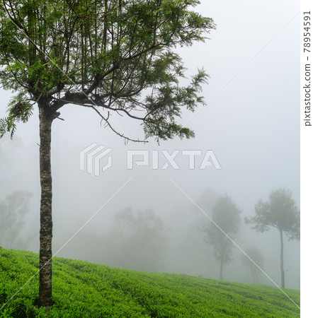 Tea plantation in Lipton Seat, Haputale, Fog covering the tea plantation fast as nearby trees are almost disappearing. 78954591