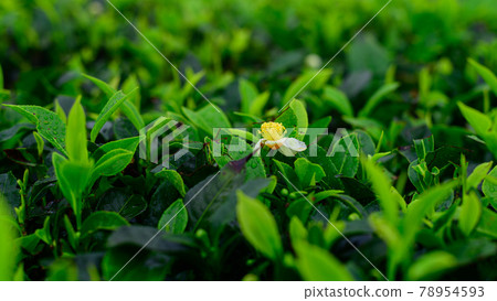 Tea flower isolated close up in tea plantation. Tea flower isolated close up in tea plantation. 78954593