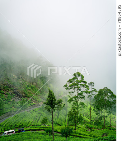 Beautiful landscape view in Haputale, Tea plants, and the roads leading to the Lipton seat, fog covering the mountains. Concept of the Paradise Island Sri Lanka. 78954595
