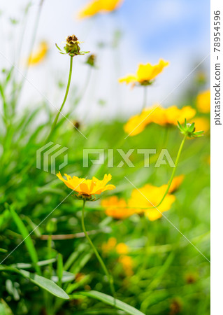 Beautiful meadow with many small yellow Dahlberg daisy flowers in the morning. 78954596