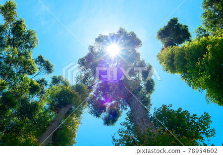 Sunrays coming through tall green leaves and branches view from the low ground level. 78954602