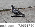 Pigeons 78954750