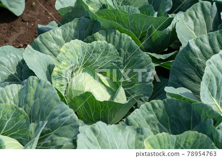 Early summer cabbage cultivation cabbage field (June) home garden Early summer cabbage cultivation cabbage field (June) home garden 78954763