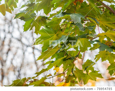 Maple branches with green and yellow leaves in autumn, in the light of sunset. Maple branches with green and yellow leaves in autumn, in the light of sunset. 78954785