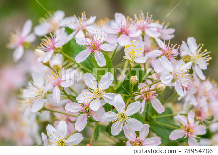 White and pink cherry flowers. The branches of a blossoming Cherry tree with white and pink flowers. White and pink cherry flowers. The branches of a blossoming Cherry tree with white and pink flowers. 78954786