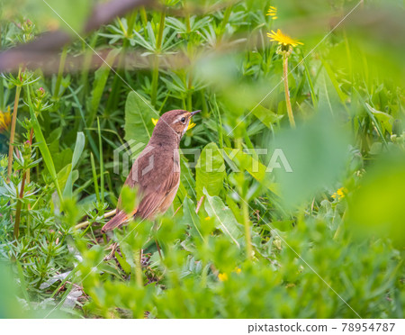 The redwing, Turdus iliacus, on a green field with yellow dandelions. The bird is standing on the ground in nice wildlife natural environment The redwing, Turdus iliacus, on a green field with yellow dandelions. The bird is standing on the ground in nice wildlife natural environment 78954787