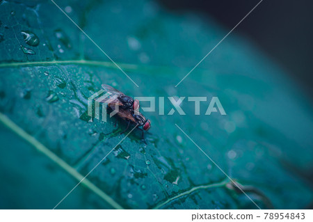 housefly on top of the other mating on green leaf outdoor macro closes up top view. housefly on top of the other mating on green leaf outdoor macro closes up top view. 78954843