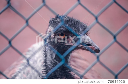 Emu birds close up photograph of the head. orange eyes through the mesh of the fence. Emu birds close up photograph of the head. orange eyes through the mesh of the fence. 78954920