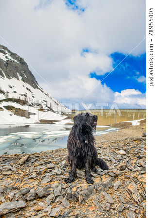 Bergamasco shepherd dog in the mountains near an alpine dam Bergamasco shepherd dog in the mountains near an alpine dam 78955005