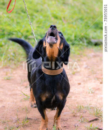 Angry looking dachshund mom dog barking at master, face front view, master hold the dog leash 78955031