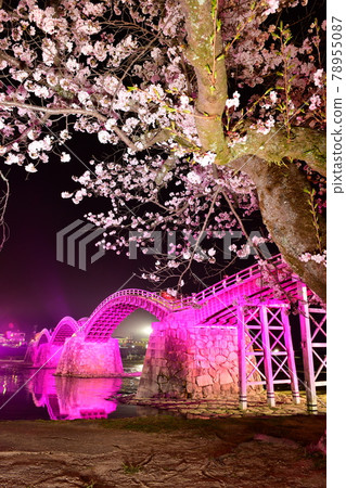 Kintai-kyo bridge and cherry blossoms light up Kintai-kyo bridge and cherry blossoms light up 78955087