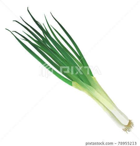 水彩觸摸一束蔥 水彩觸摸一束蔥 78955213