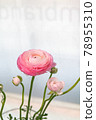 白色背景上的粉紅毛茛屬植物 78955310