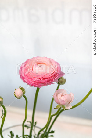 白色背景上的粉紅毛茛屬植物 78955310
