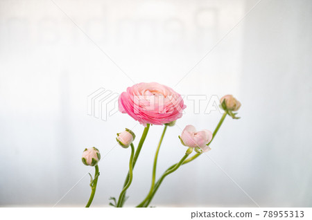 白色背景上的粉紅毛茛屬植物 78955313