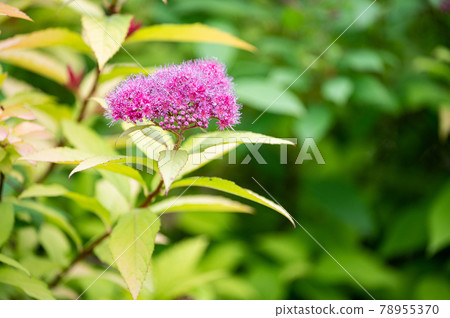 A branch with small pink flowers blooming in clusters 78955370