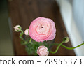 躺在木板上的粉紅毛茛屬植物 78955373
