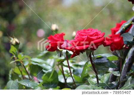 Moist red rose Red rose Moist red rose Red rose 78955407