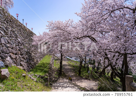 Tottori City, Tottori Prefecture Spring Tottori Castle Stone Steps and Ishigaki Exit to Jinpukaku Tottori City, Tottori Prefecture Spring Tottori Castle Stone Steps and Ishigaki Exit to Jinpukaku 78955761