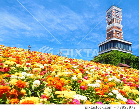 Hokkaido scenery Shiroi Koibito Burke's rose garden 78955972