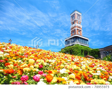 Hokkaido scenery Shiroi Koibito Burke's rose garden 78955973