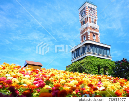 Hokkaido scenery Shiroi Koibito Burke's rose garden 78955977