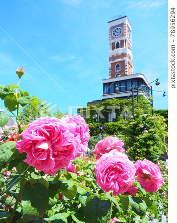 Hokkaido scenery Shiroi Koibito Burke's rose garden 78956294
