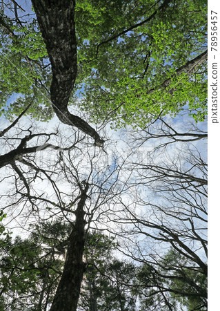 Quercus serrata damaged by Japanese oak wilt, Tadami Town, Fukushima Prefecture Quercus serrata damaged by Japanese oak wilt, Tadami Town, Fukushima Prefecture 78956457