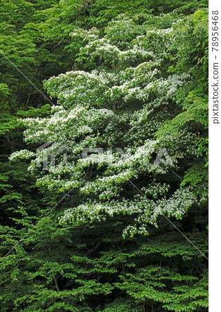 Kousa dogwood in full bloom, Tadami Town, Fukushima Prefecture Kousa dogwood in full bloom, Tadami Town, Fukushima Prefecture 78956468
