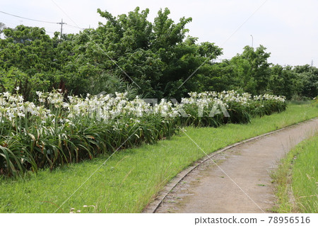 初夏公園裡盛開的白花 初夏公園裡盛開的白花 78956516