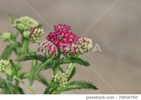 Red yarrow flowers blooming in the park in early summer 78956760