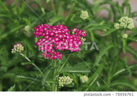 Red yarrow flowers blooming in the park in early summer 78956761