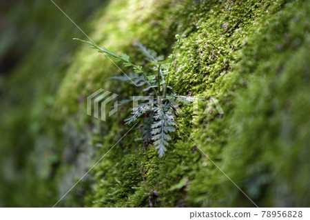 苔蘚和蕨類植物 苔蘚和蕨類植物 78956828