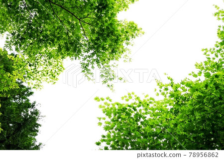 Summer young autumn leaves Summer young autumn leaves 78956862