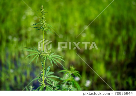 Branch of marihuana growing in a farm, close up selective focus with copy space. 78956944