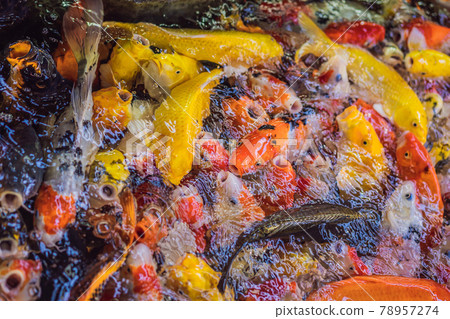 beautiful koi fish swimming in the pond beautiful koi fish swimming in the pond 78957274