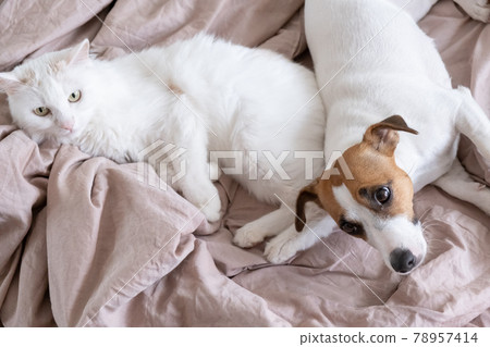 White fluffy cat and dog jack russell terrier lie in bed. Love between pets. 78957414