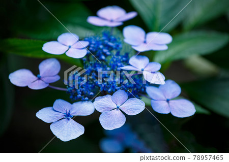 Hydrangea blooming brightly in the rainy season 78957465