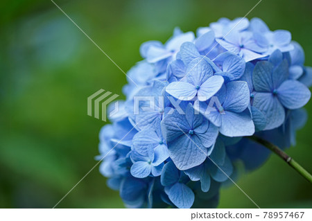 Hydrangea blooming brightly in the rainy season 78957467