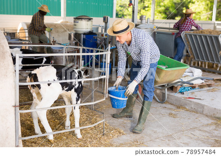 Farmer working in stall, feeding cows with water 78957484